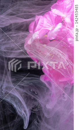 Pink hydrangea blossom emerging through swirling pale smoke over dark background 142453485