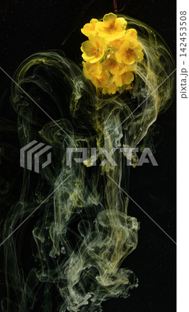 Yellow primrose bloom suspended in swirling pale yellow ink cloud against black background 142453508