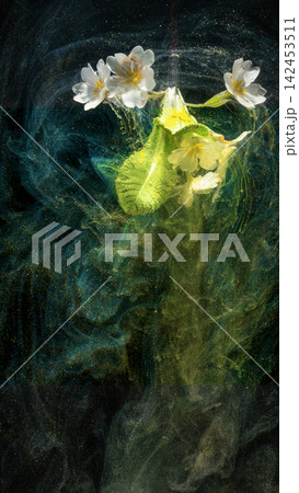 White primrose flowers with green leaves immersed in swirling colored liquid against dark background White primrose flowers with green leaves immersed in swirling colored liquid against dark background 142453511