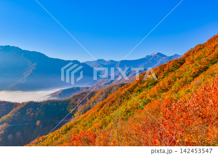 秋の快晴の朝 枝折峠から望む明神峠に続く稜線の見事な紅葉と初冠雪の中ノ岳 142453547