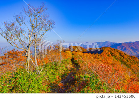 秋の快晴の朝 枝折峠から望む全山紅葉の山並みと遠方に広がる名峰守門岳や新潟平野 142453606
