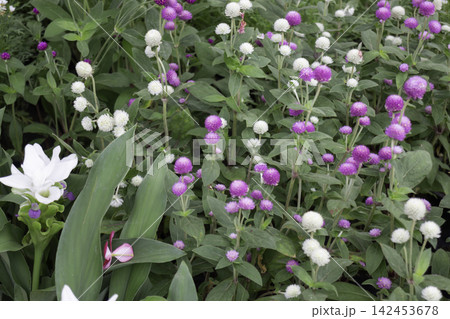 Tropical flower plants in summer garden Tropical flower plants in summer garden 142453678