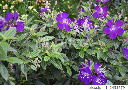Tropical flower plants in summer garden 142453679