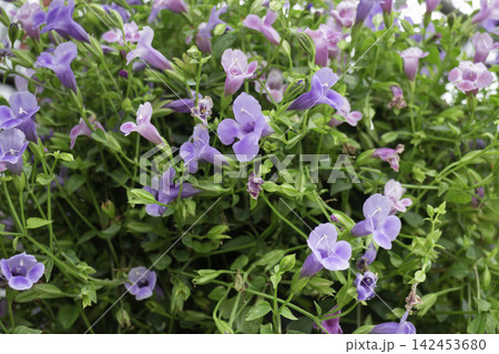 Tropical flower plants in summer garden Tropical flower plants in summer garden 142453680