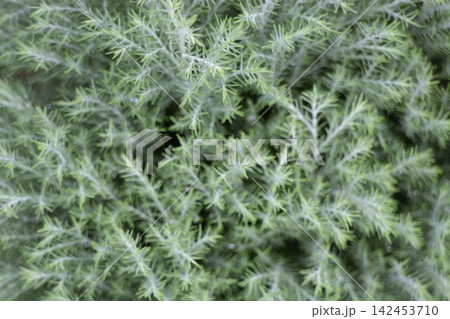 Tropical flower plants in summer garden Tropical flower plants in summer garden 142453710