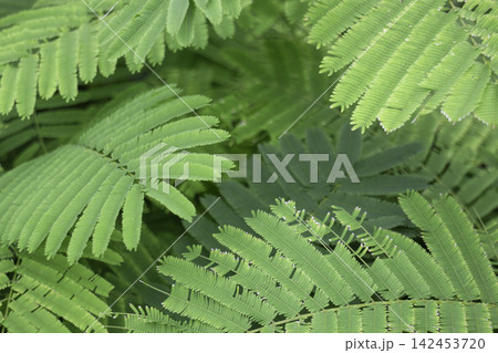 Tropical flower plants in summer garden Tropical flower plants in summer garden 142453720