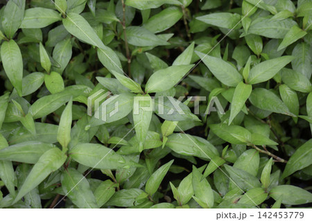 Tropical flower plants in summer garden Tropical flower plants in summer garden 142453779
