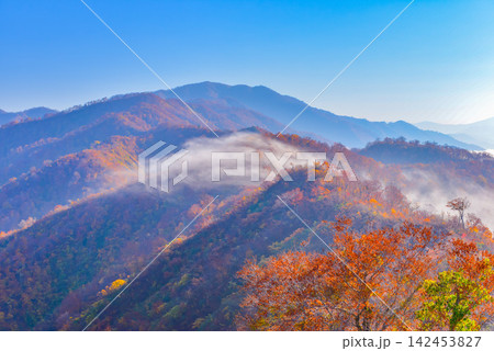秋の快晴の朝 枝折峠の中腹で目線の高さに広がる紅葉の林の間を流れ越えていく滝雲 秋の快晴の朝 枝折峠の中腹で目線の高さに広がる紅葉の林の間を流れ越えていく滝雲 142453827
