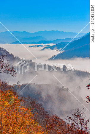 秋の快晴の朝 枝折峠の中腹で紅葉の林を前景に目線の高さの奥只見湖の雲海を縦構図撮影 秋の快晴の朝 枝折峠の中腹で紅葉の林を前景に目線の高さの奥只見湖の雲海を縦構図撮影 142453834
