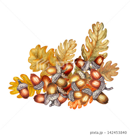 Watercolor composition featuring acorns and oak leaves in warm orange, golden, and brown tones. Botanical autumn arrangement for greeting cards, labels, packaging, stickers, scrapbooking, invitations Watercolor composition featuring acorns and oak leaves in warm orange, golden, and brown tones. Botanical autumn arrangement for greeting cards, labels, packaging, stickers, scrapbooking, invitations 142453840