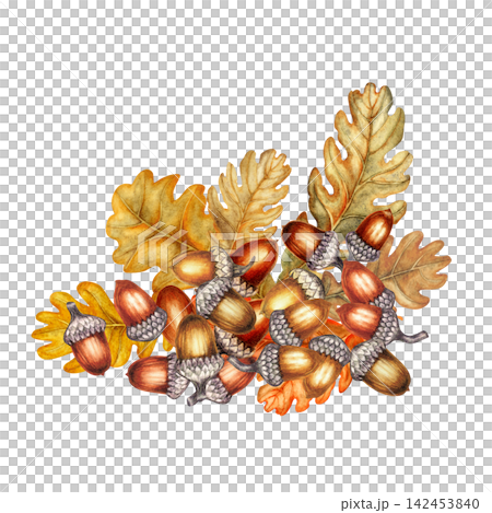 Watercolor composition featuring acorns and oak leaves in warm orange, golden, and brown tones. Botanical autumn arrangement for greeting cards, labels, packaging, stickers, scrapbooking, invitations Watercolor composition featuring acorns and oak leaves in warm orange, golden, and brown tones. Botanical autumn arrangement for greeting cards, labels, packaging, stickers, scrapbooking, invitations 142453840