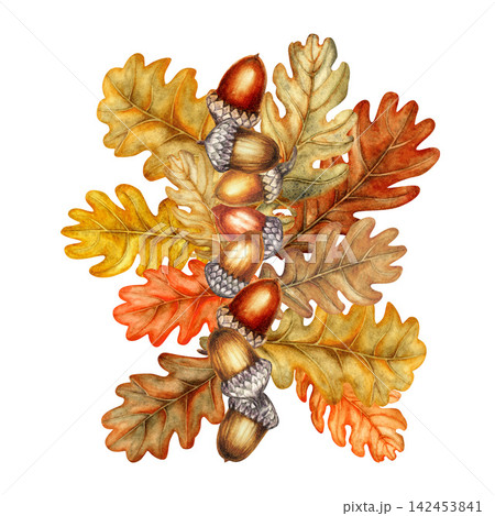 Watercolor composition featuring acorns and oak leaves in warm orange, golden, and brown tones. Botanical autumn arrangement for greeting cards, labels, packaging, stickers, scrapbooking, invitations Watercolor composition featuring acorns and oak leaves in warm orange, golden, and brown tones. Botanical autumn arrangement for greeting cards, labels, packaging, stickers, scrapbooking, invitations 142453841