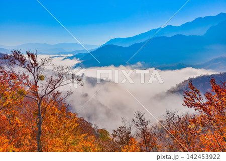 秋の快晴の朝 枝折峠の中腹で前景に美しい紅葉の林を配し目線の高さに広がる雲海 秋の快晴の朝 枝折峠の中腹で前景に美しい紅葉の林を配し目線の高さに広がる雲海 142453922