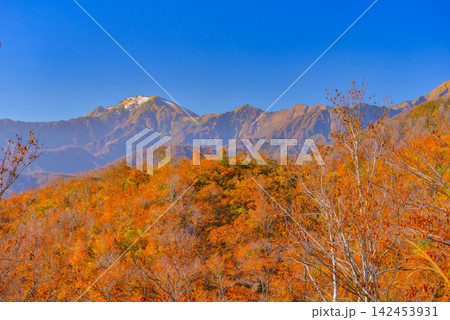 秋の快晴の朝 枝折峠の美しい全山紅葉の山肌の向こうに望む初冠雪の中ノ岳の風景 秋の快晴の朝 枝折峠の美しい全山紅葉の山肌の向こうに望む初冠雪の中ノ岳の風景 142453931