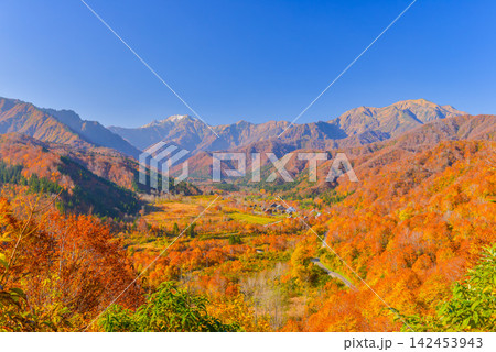 秋の快晴の朝 銀山平の紅葉に包まれた森林公園や温泉街の向こうに望む越後駒ヶ岳と中ノ岳 142453943