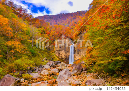 秋の快晴の朝 紅葉最盛期の苗名滝を三脚固定のスローシャッターで流れる絹糸のように撮影 秋の快晴の朝 紅葉最盛期の苗名滝を三脚固定のスローシャッターで流れる絹糸のように撮影 142454083