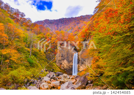 秋の快晴の朝 紅葉最盛期の苗名滝を三脚固定のスローシャッターで流れる絹糸のように撮影 秋の快晴の朝 紅葉最盛期の苗名滝を三脚固定のスローシャッターで流れる絹糸のように撮影 142454085