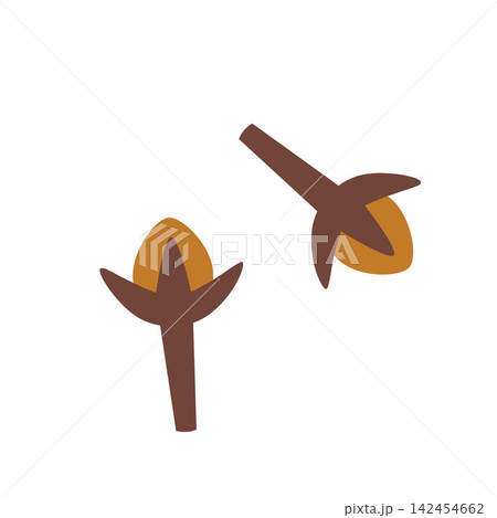 Clove spice buds, aromatic ingredient art for coffee, tea and dessert preparation. Vector illustration isolated on white background, hand drawn, flat design 142454662