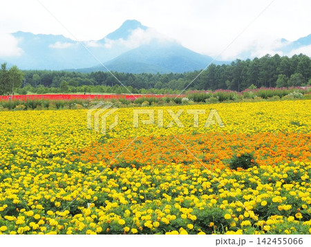 長野県 マリーゴールドの花畑 8月 長野県 マリーゴールドの花畑 8月 142455066