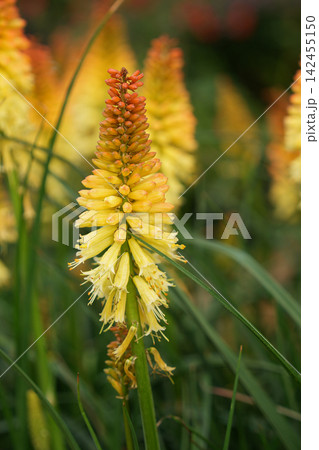 Close up of red hot poker flowers glowing brightly in ornamental summer landscape garden. Latin Kniphofia uvaria 142455150
