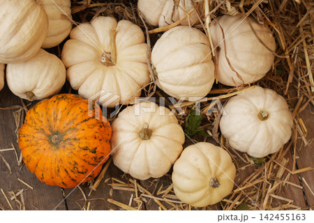 White pumpkins and orange squash arranged beautifully on rustic autumn straw 142455163