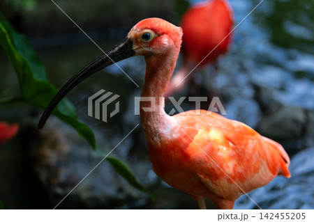 赤い羽根 赤い羽 野生動物 142455205
