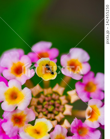 花を訪れた小さなお客さま / A Tiny Visitor to the Flower 花を訪れた小さなお客さま / A Tiny Visitor to the Flower 142455250