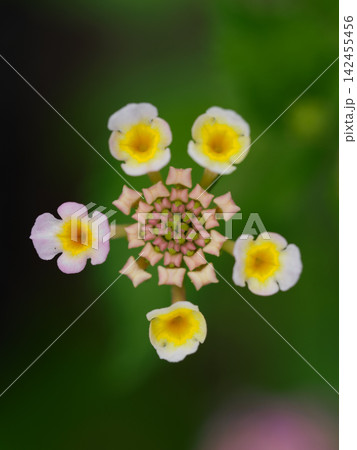 自然がつくった小さな花輪 / A Little Wreath Made by Nature 自然がつくった小さな花輪 / A Little Wreath Made by Nature 142455456