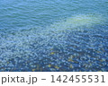 海面に大量発生したクラゲの群れ 自然の驚異 142455531