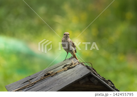 Female Redstart (lat. Phoenicurus ochruros or Phoenicurus phoenicurus) perched on a birdhouse. 142455795