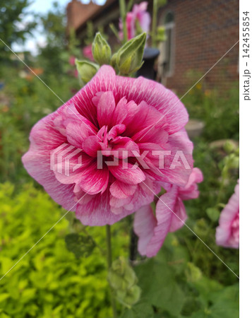 It is a fully bloomed pink hollyhock. It is a fully bloomed pink hollyhock. 142455854