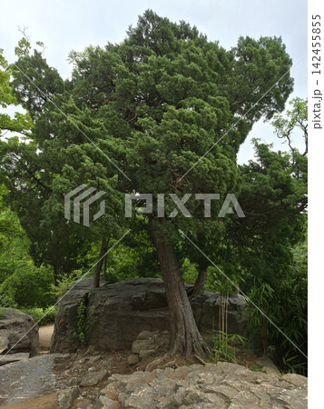 A juniper tree in the outdoor park. 142455855