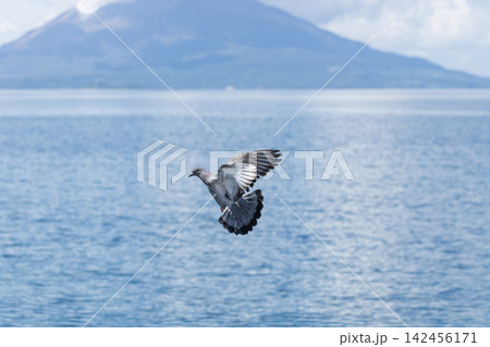 鹿児島県の錦江湾で飛んでいるカワラバト 福山港から桜島を臨む風景 鹿児島県の錦江湾で飛んでいるカワラバト 福山港から桜島を臨む風景 142456171