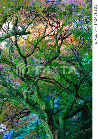 秋色に染まる大樹と苔むした幹の見上げ風景 142456181