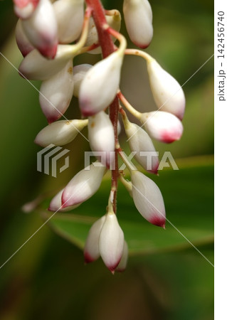 月桃の花 月桃の花 142456740