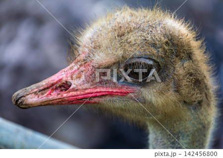 ダチョウ 駝鳥 だちょう 142456800