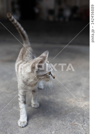 The tabby cat taking a nap on a concrete surface The tabby cat taking a nap on a concrete surface 142456889