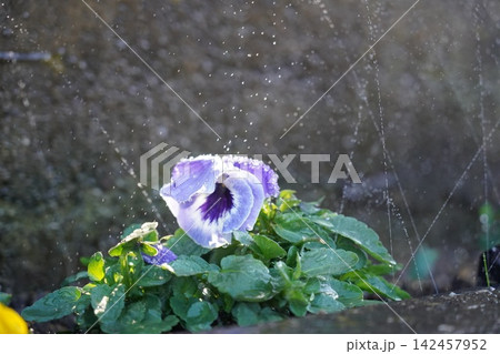 花壇に水やり 142457952