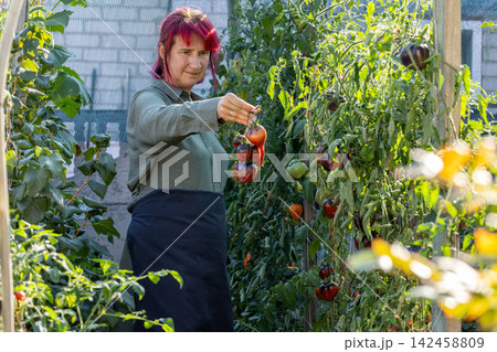 Woman harvesting ripe organic tomatoes in urban garden 142458809