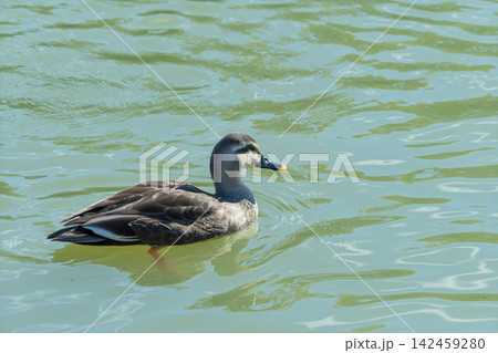 穏やかな水面を泳ぐカルガモの横姿 142459280