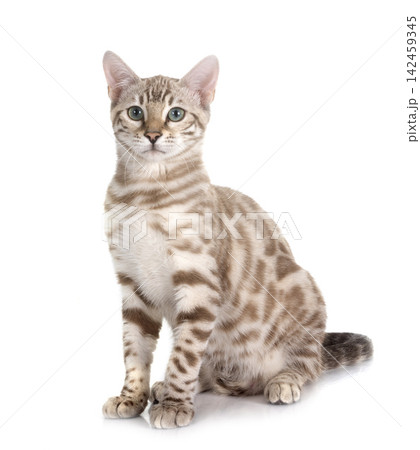bengal cat in studio bengal cat in studio 142459345