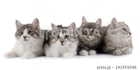 Kurilian Bobtails in studio 142459346