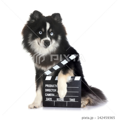 Pomsky in studio Pomsky in studio 142459365