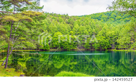 静寂に包まれる夏の御射鹿池と緑のカラマツ林のリフレクション 静寂に包まれる夏の御射鹿池と緑のカラマツ林のリフレクション 142459527