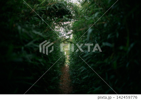 森の迷路 142459776