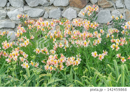 Flowers grow by a stone wall in a garden setting 142459868