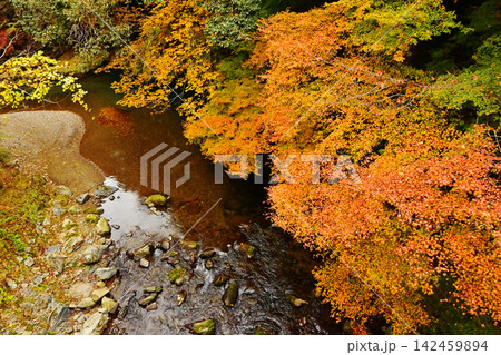 京都清滝川と紅葉の風景　川面に映える紅葉　京都観光スポット 142459894