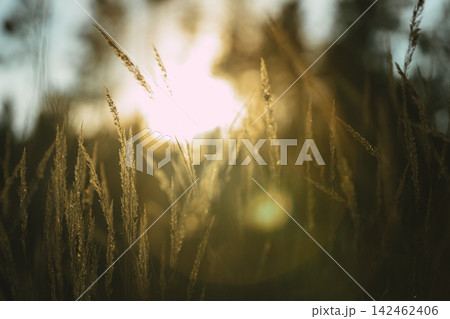 Various herbs and ears in the golden sunset light of the sun. Autumn grass with the backlight of sunlight in the evening 142462406