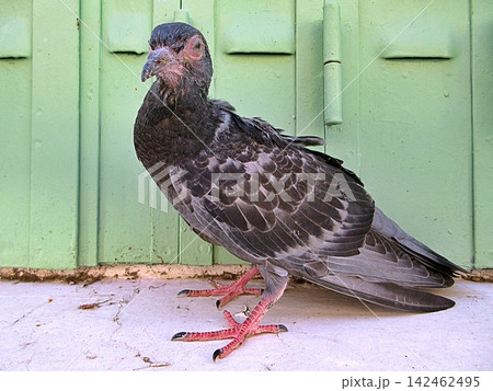 Pigeon with Avian Pox Lesions. Pigeon with Avian Pox Lesions. 142462495
