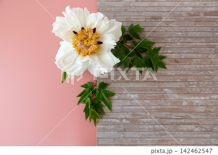 Decorative white peony flower on rustic wooden background Decorative white peony flower on rustic wooden background 142462547